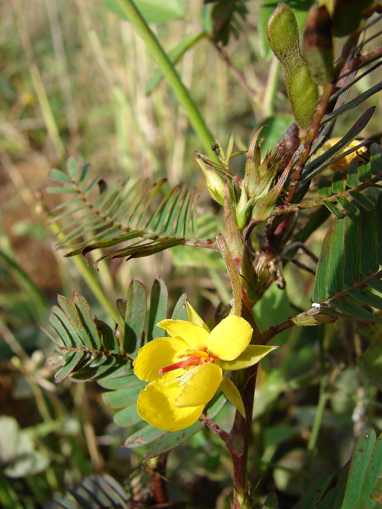 Sensitive partridge pea (Chamaecrista nictitans)