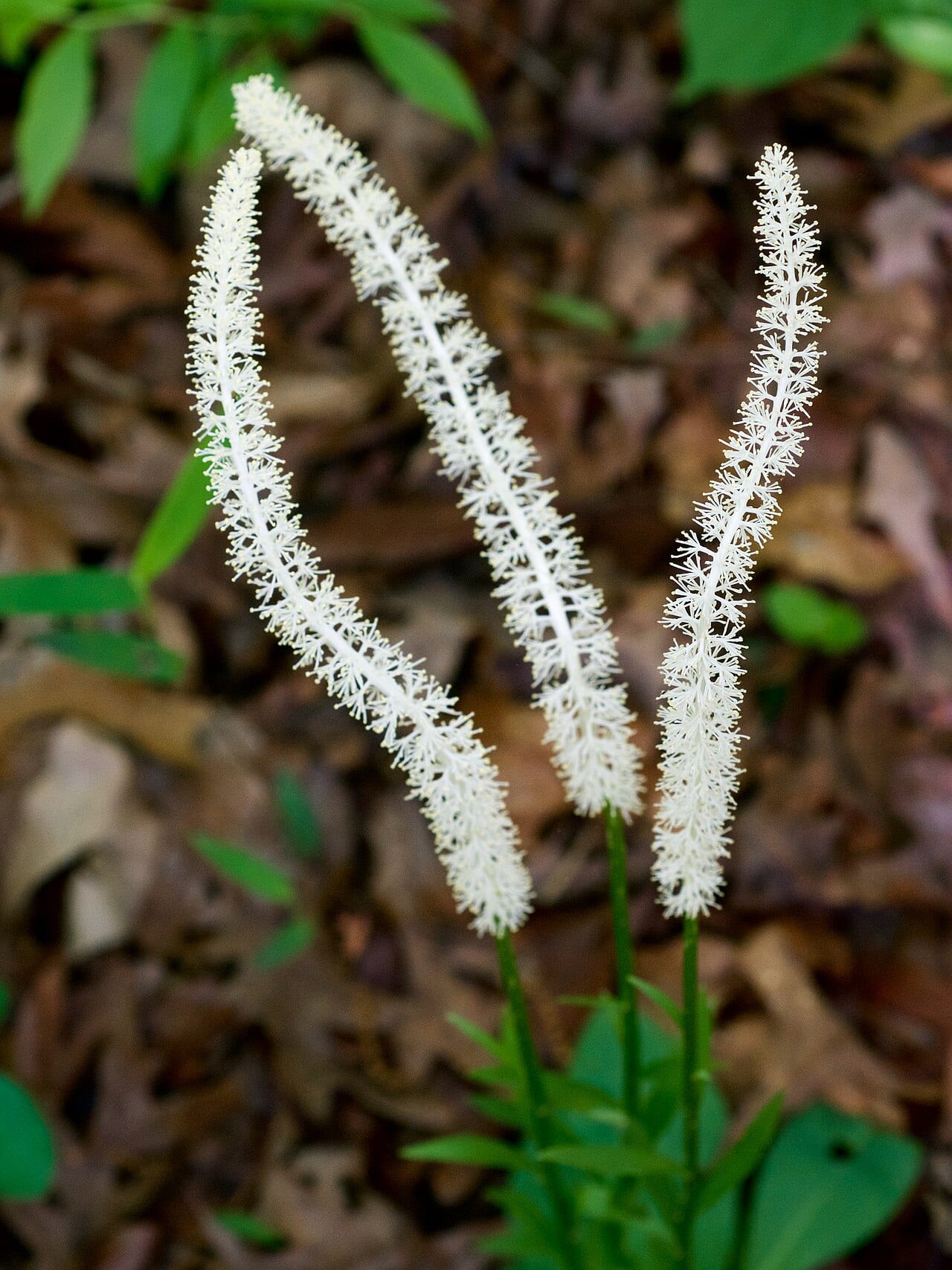 Fairywand (Chamaelirium luteum)
