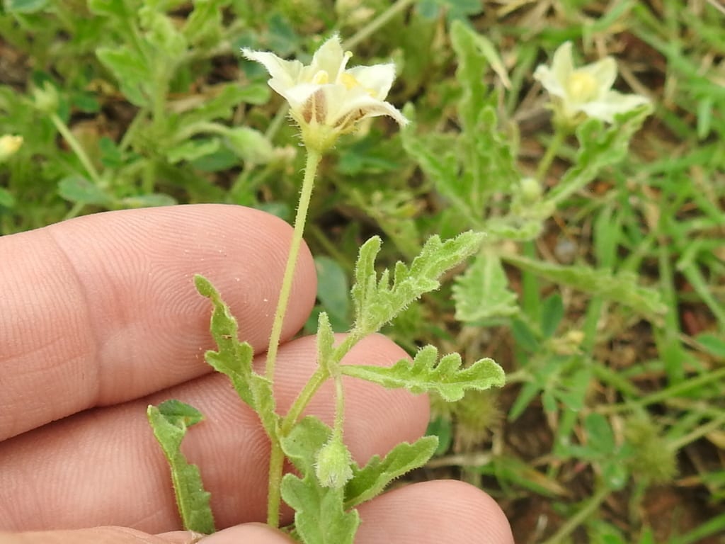 Gray five eyes (Chamaesaracha coniodes)