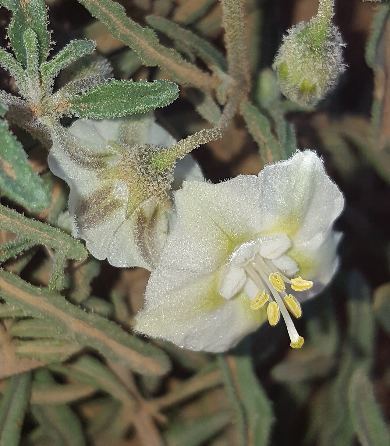 Greenleaf five eyes (Chamaesaracha coronopus)