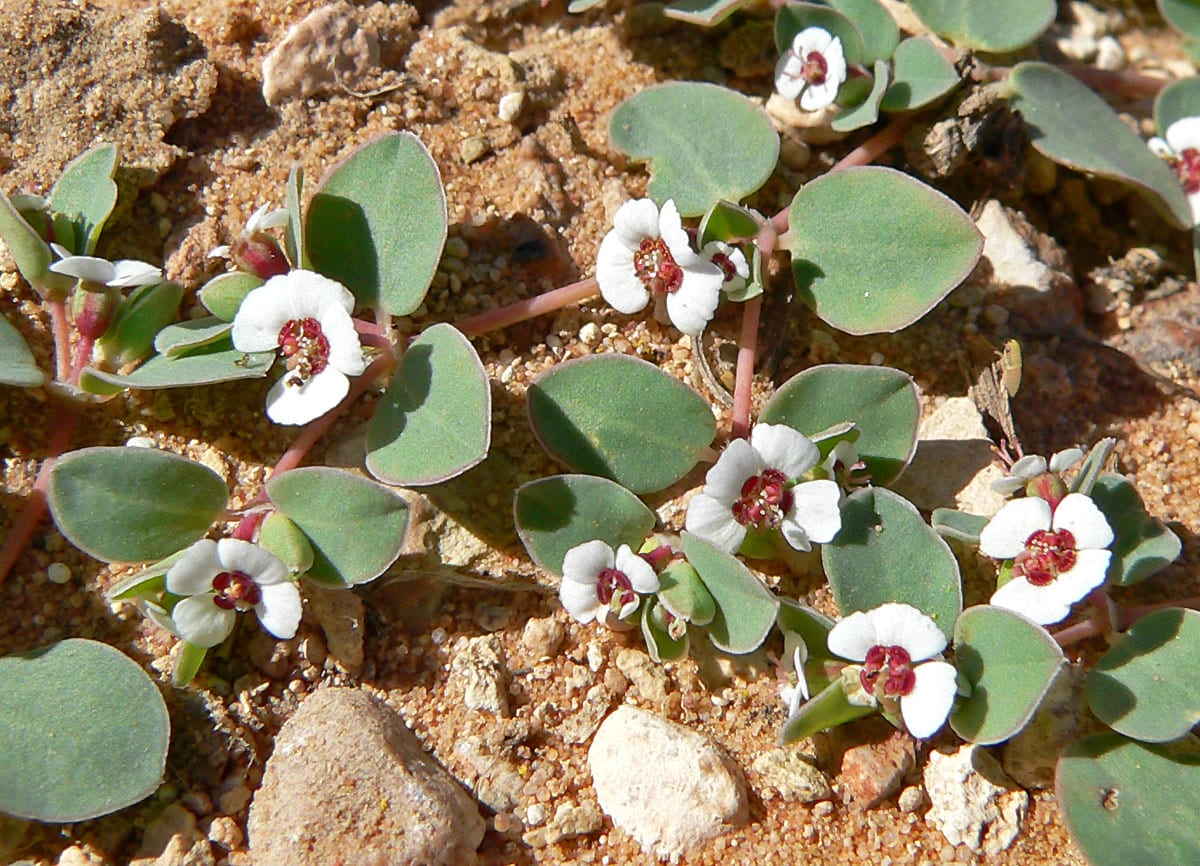 Whitemargin sandmat (Chamaesyce albomarginata)