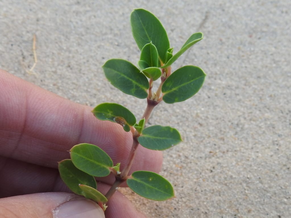 Sand-dune sandmat (Chamaesyce carunculata)