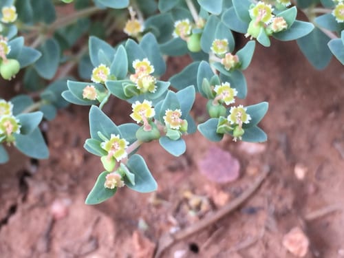 Fendler's sandmat (Chamaesyce fendleri)