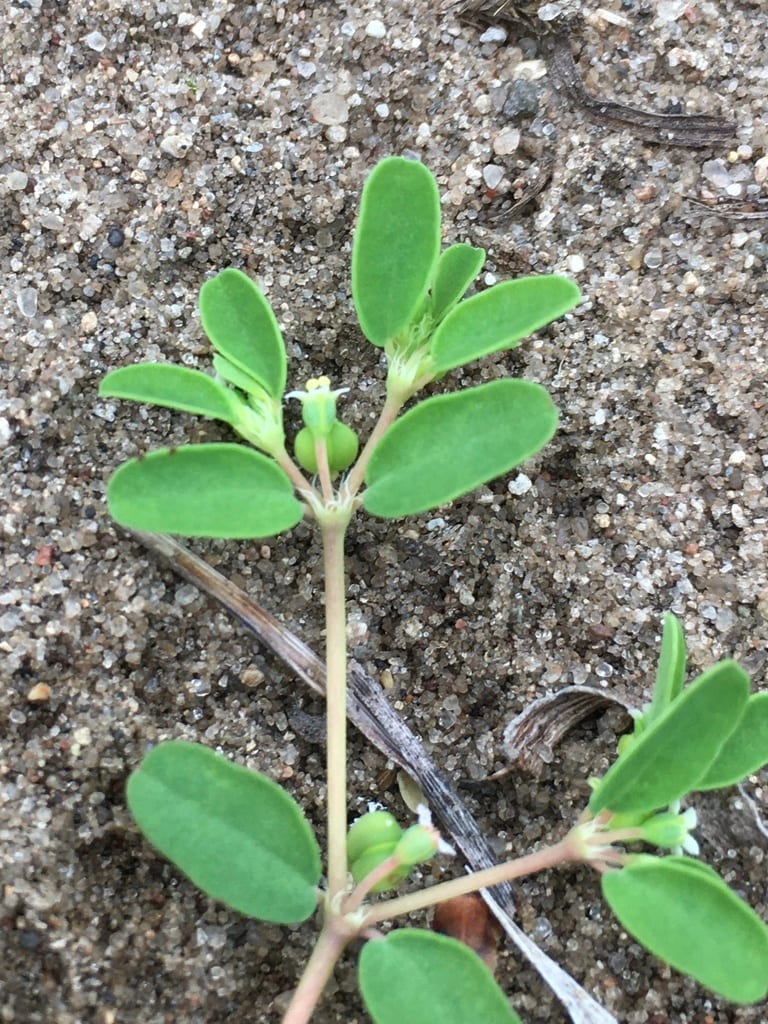 Geyer's sandmat (Chamaesyce geyeri)