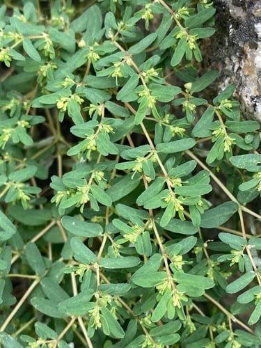 Ribseed sandmat (Chamaesyce glyptosperma)