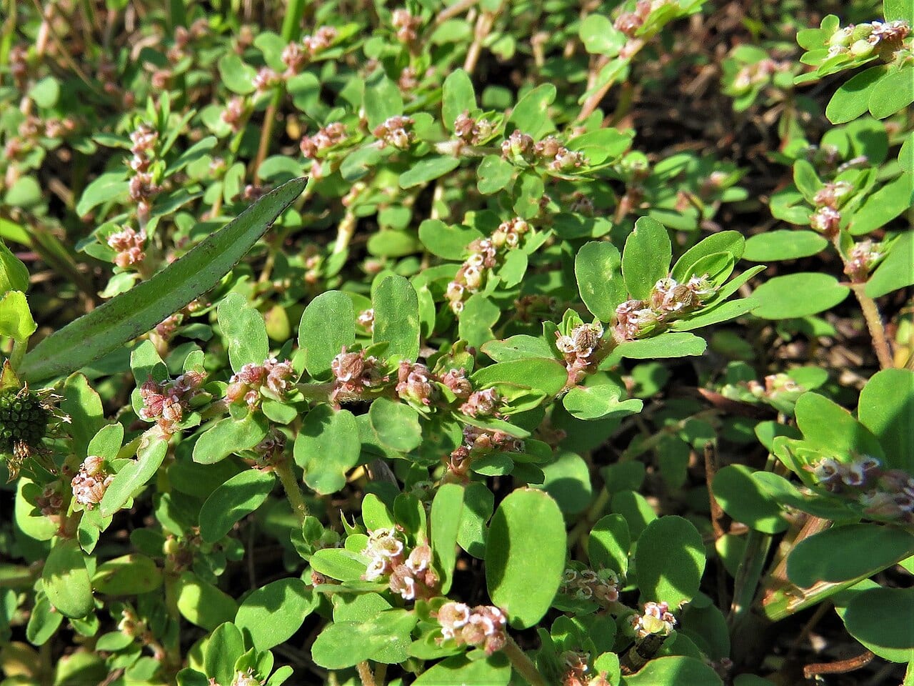 Spreading sandmat (Chamaesyce humistrata)