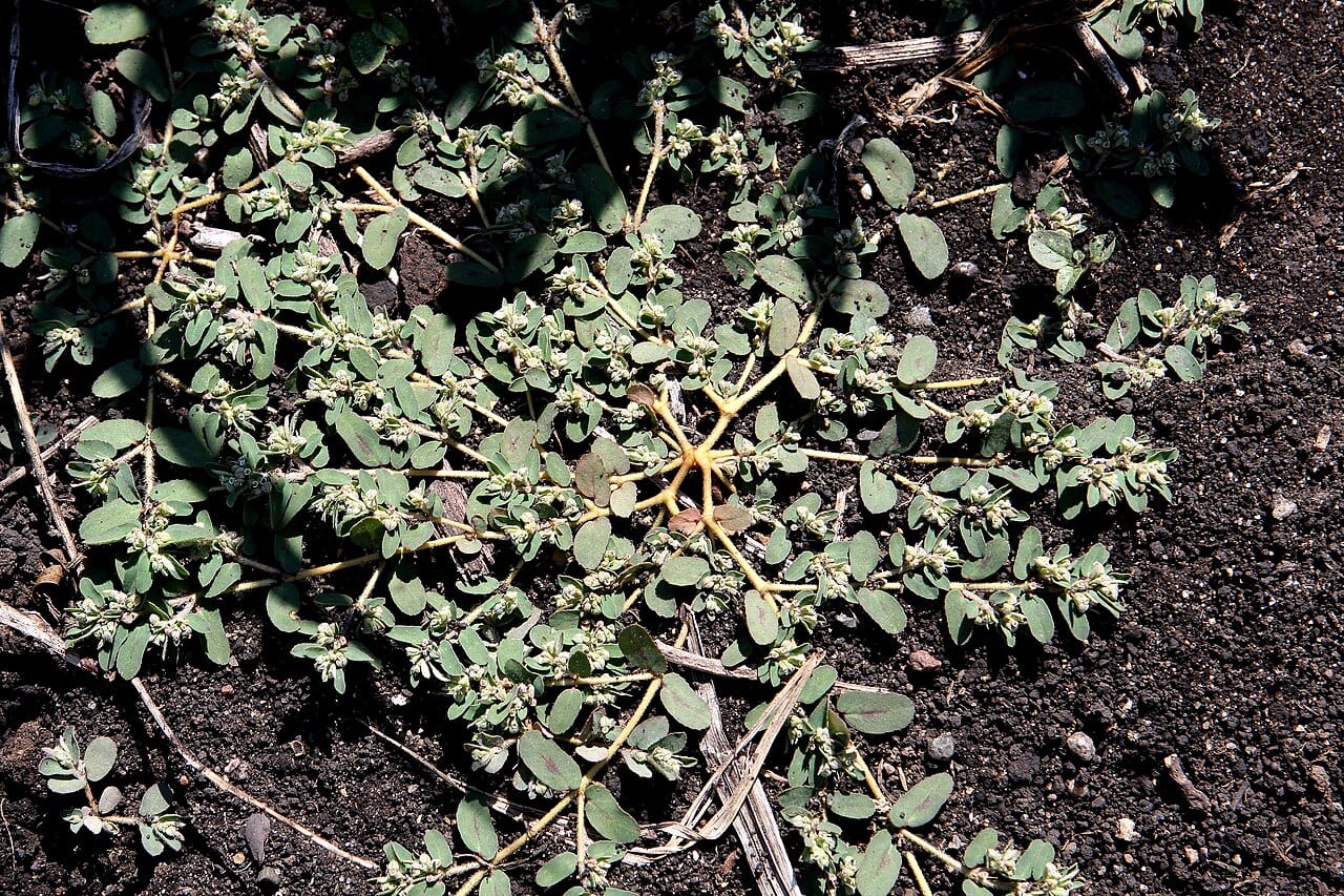 Spotted spurge (Chamaesyce maculata)