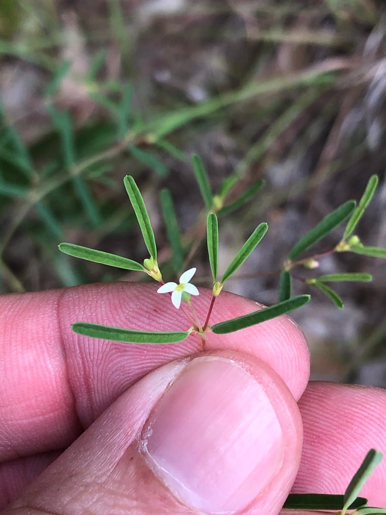 Prairie sandmat (Chamaesyce missurica)