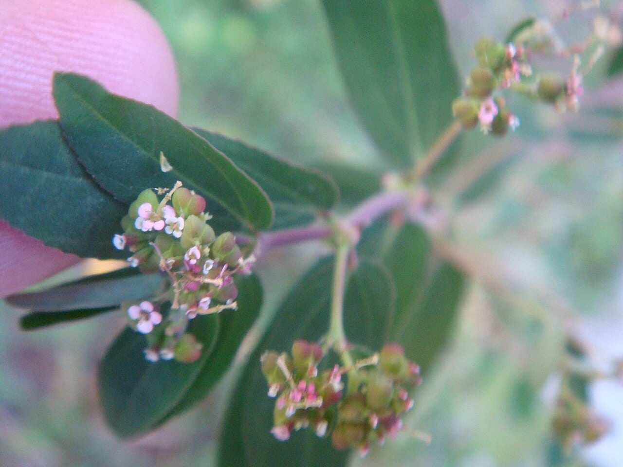 Nodding spurge (Chamaesyce nutans)