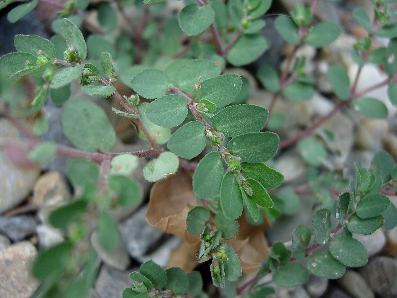 Prostrate spurge (Chamaesyce prostrata)