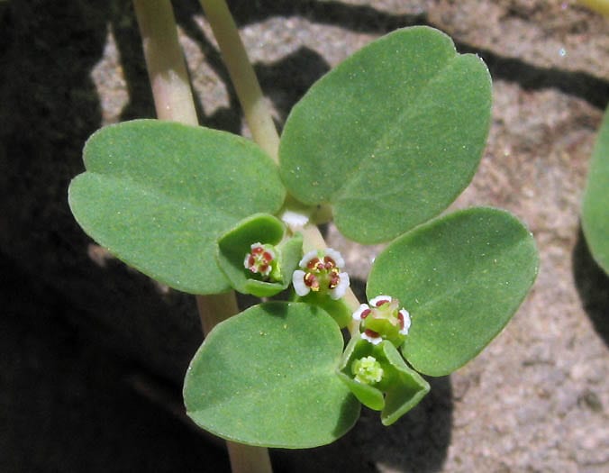 Matted sandmat (Chamaesyce serpens)