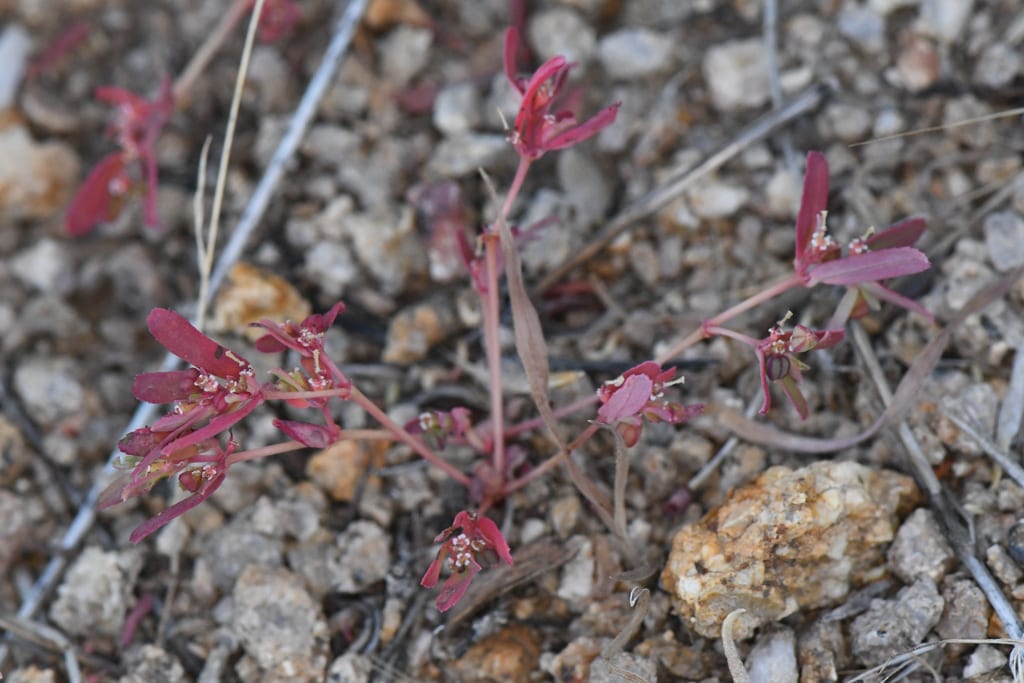 Thymeleaf sandmat (Chamaesyce serpyllifolia ssp. serpyllifolia)