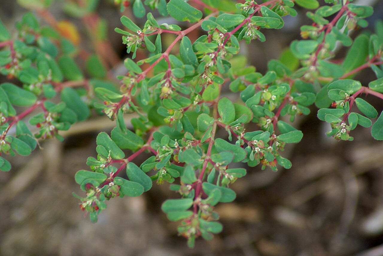 Thymeleaf sandmat (Chamaesyce serpyllifolia)