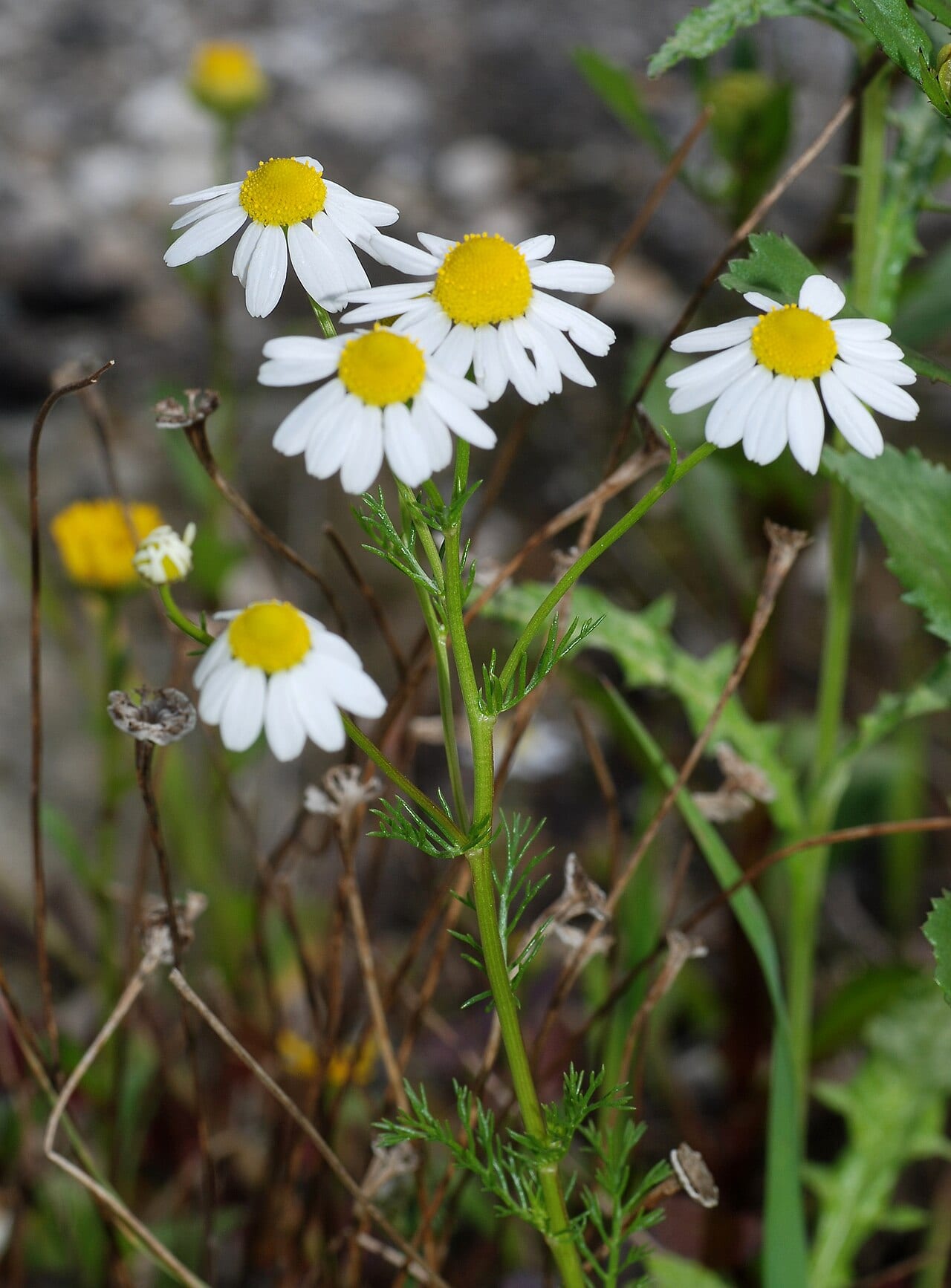 German Chamomile (Matricaria chamomilla)