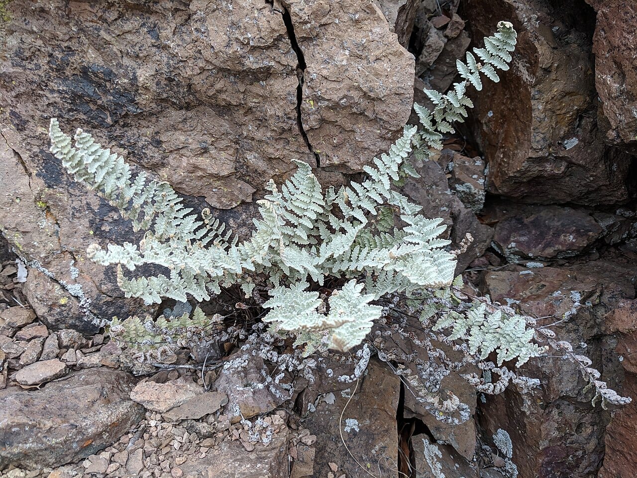 Eaton's lipfern (Cheilanthes eatonii)