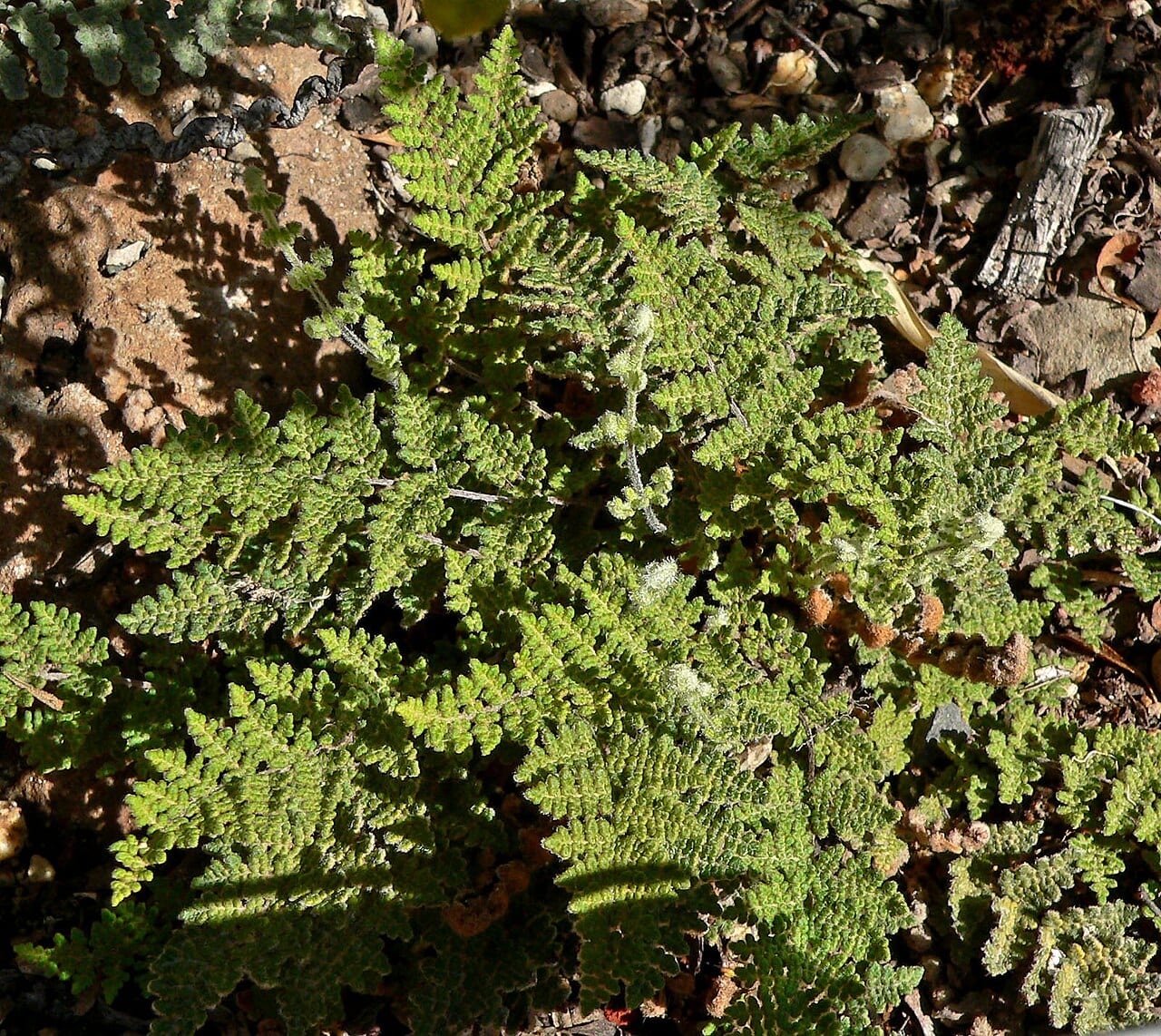 Slender lipfern (Cheilanthes feei)