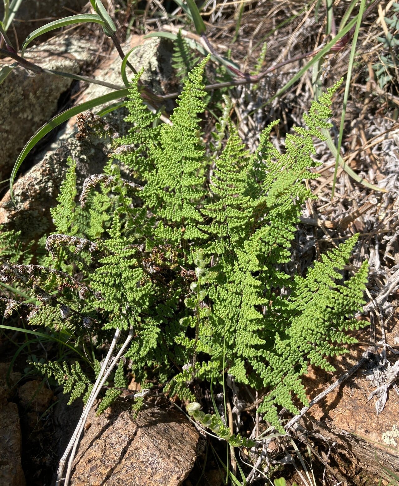 Fendler's lip fern (Cheilanthes fendleri)