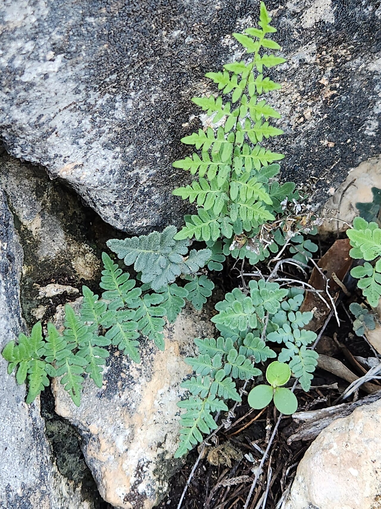 Rough lipfern (Cheilanthes horridula)
