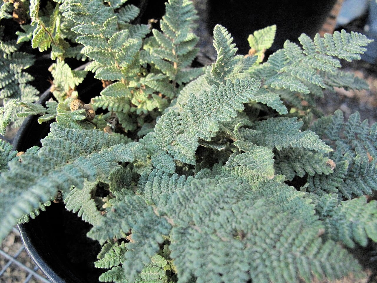 Woolly lipfern (Cheilanthes tomentosa)