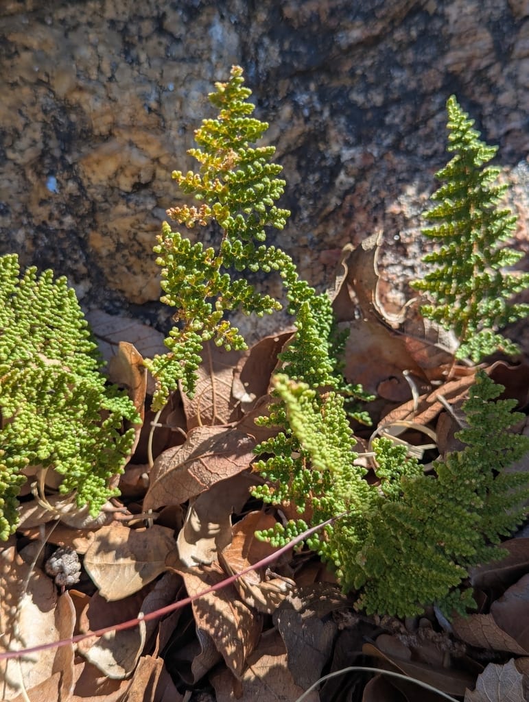 Beaded lip fern (Cheilanthes wootonii)