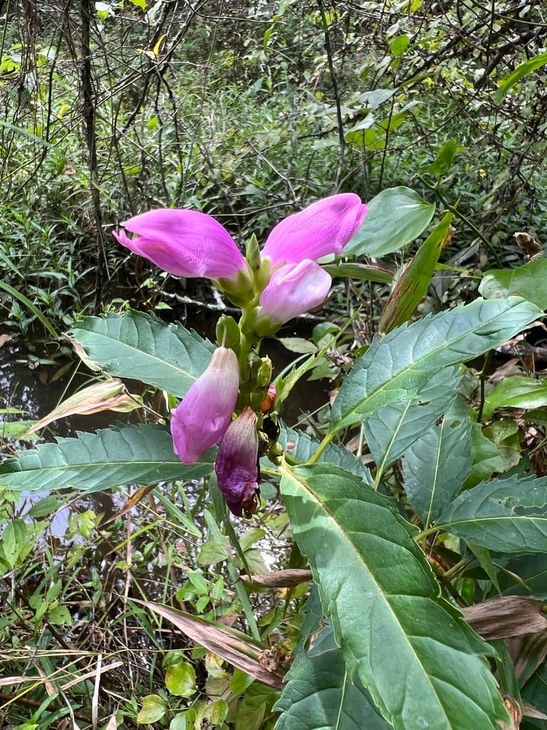 Purple turtlehead (Chelone obliqua var. speciosa)