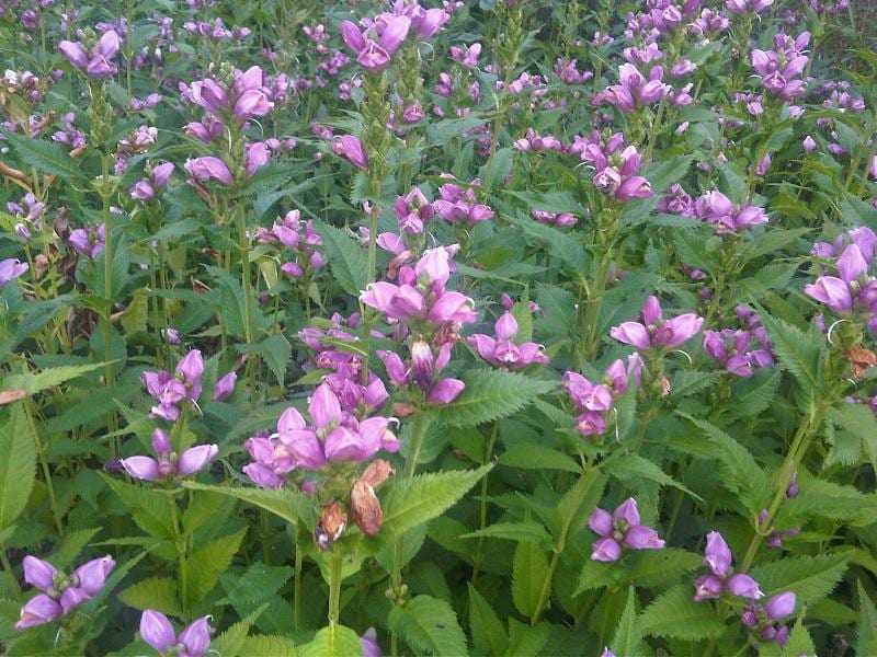Red turtlehead (Chelone obliqua)