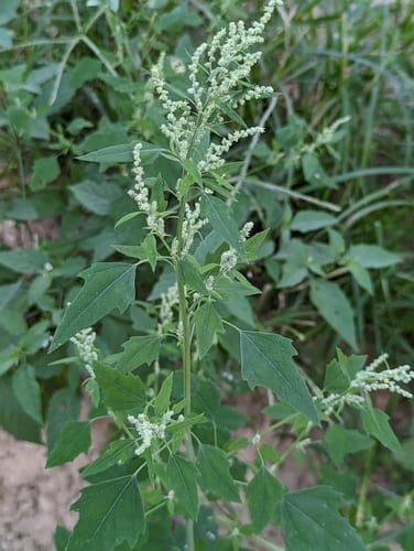Lateflowering goosefoot (Chenopodium album var. striatum)