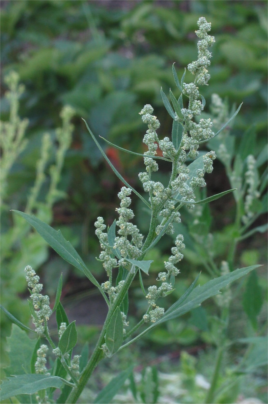 Lambsquarters (Chenopodium album)