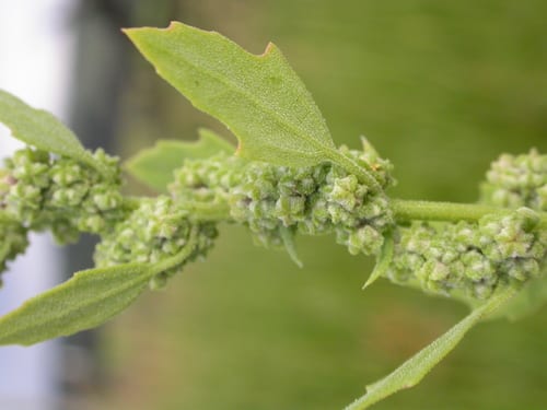 Pitseed goosefoot (Chenopodium berlandieri var. boscianum)