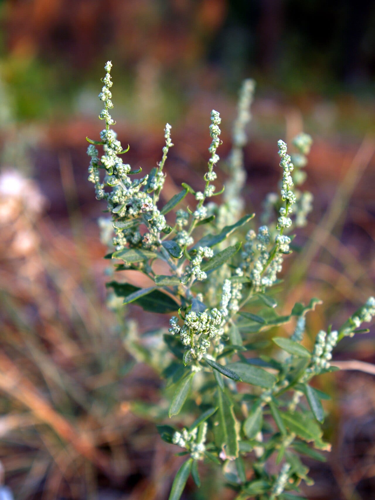 Pitseed goosefoot (Chenopodium berlandieri)
