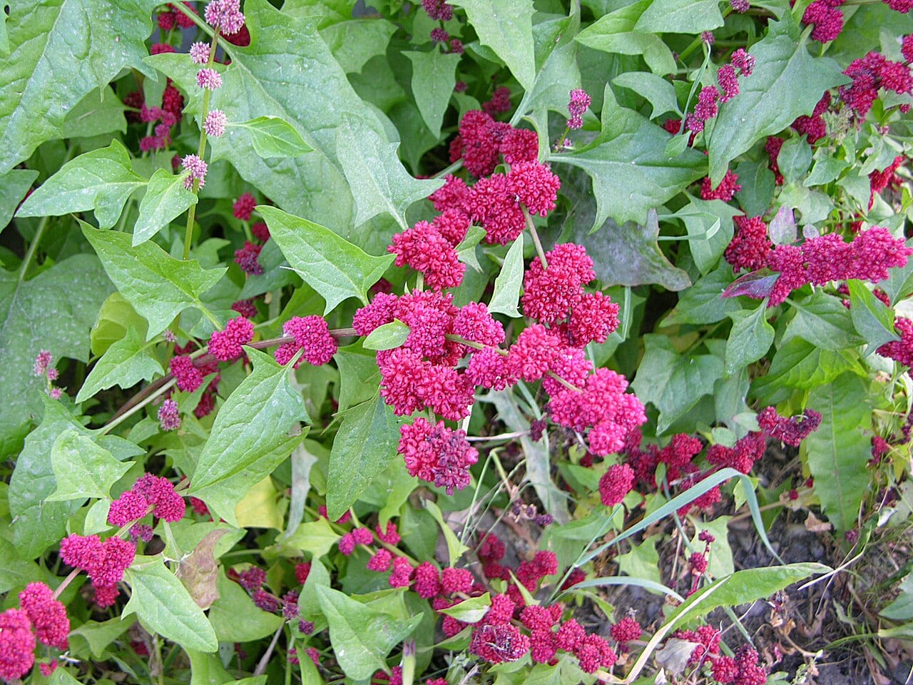 Blite goosefoot (Chenopodium capitatum)