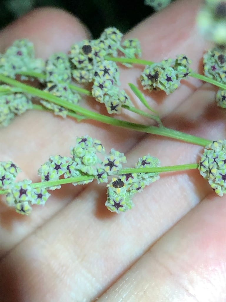 Sandhill goosefoot (Chenopodium cycloides)