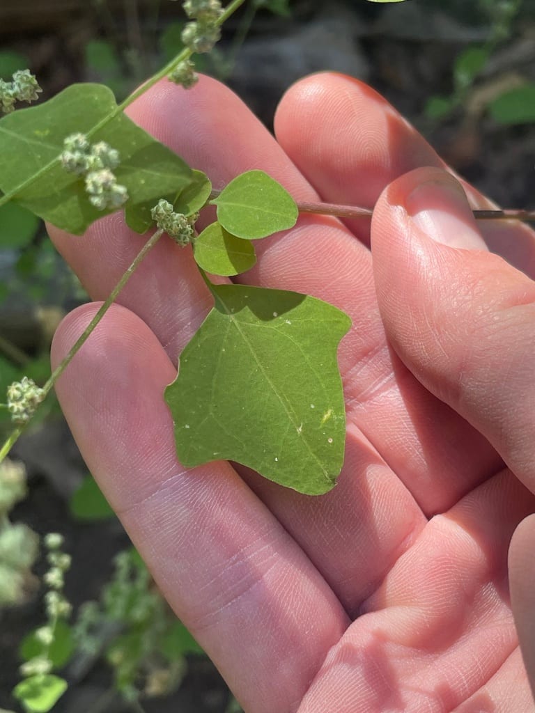 Fremont's goosefoot (Chenopodium fremontii)