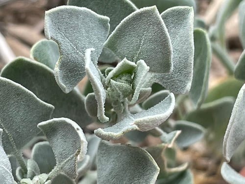 Mealy goosefoot (Chenopodium incanum)