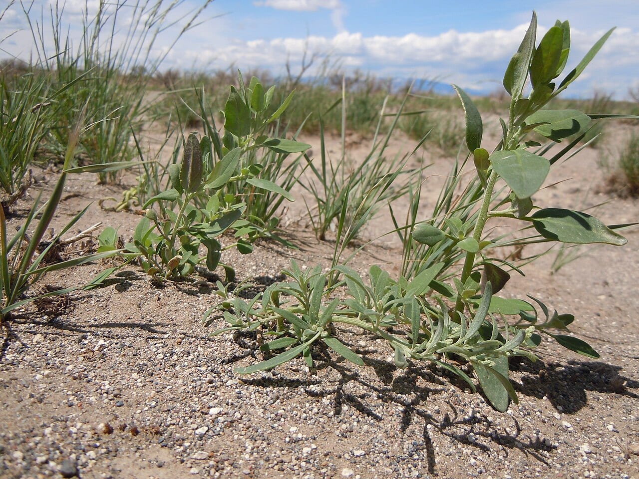Narrowleaf goosefoot (Chenopodium leptophyllum)