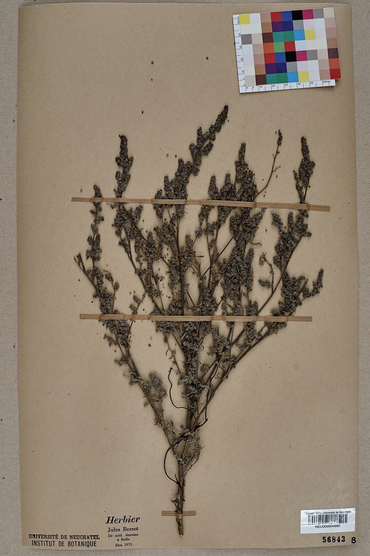 Desert goosefoot (Chenopodium pratericola)