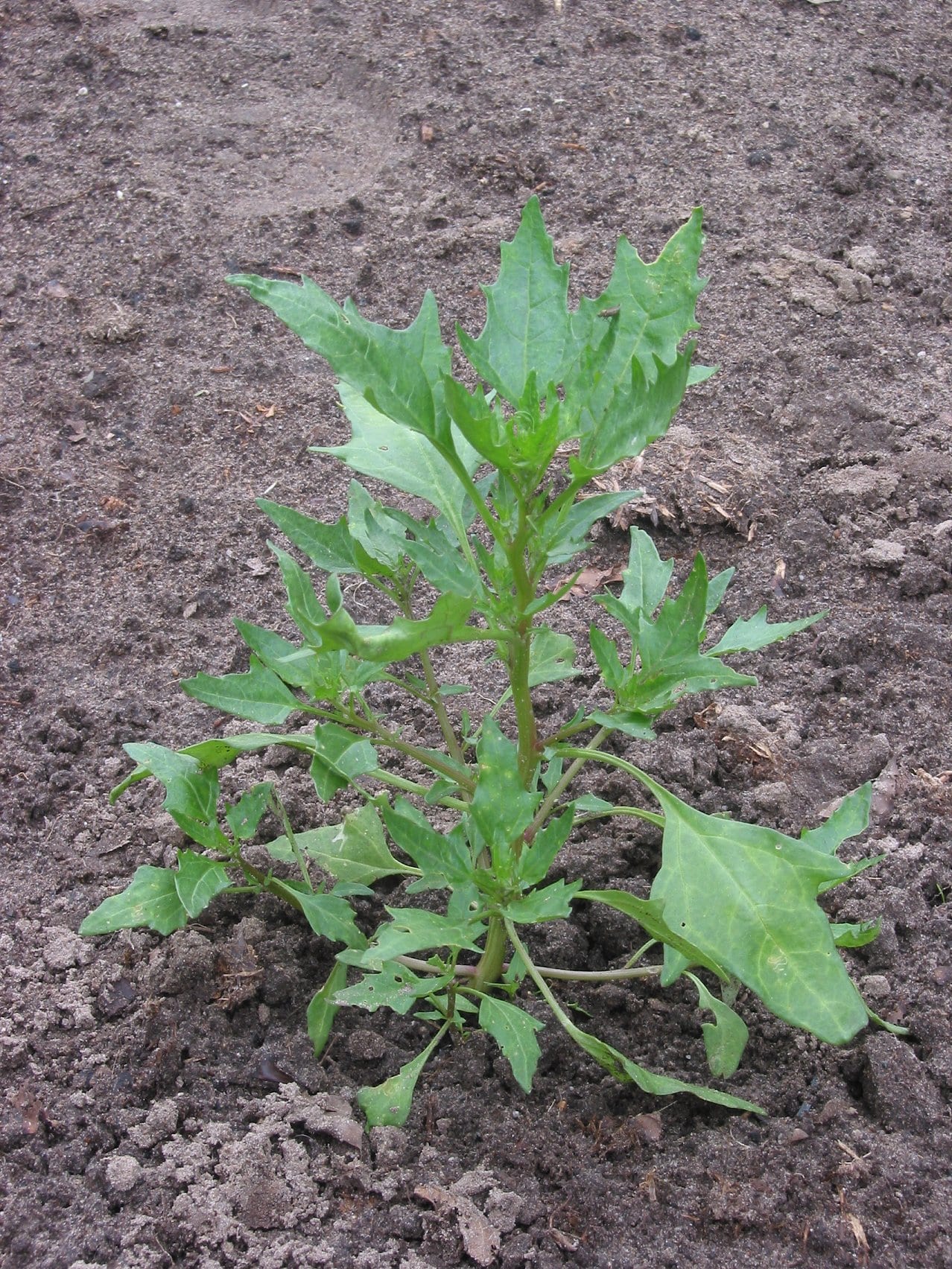 Red goosefoot (Chenopodium rubrum)