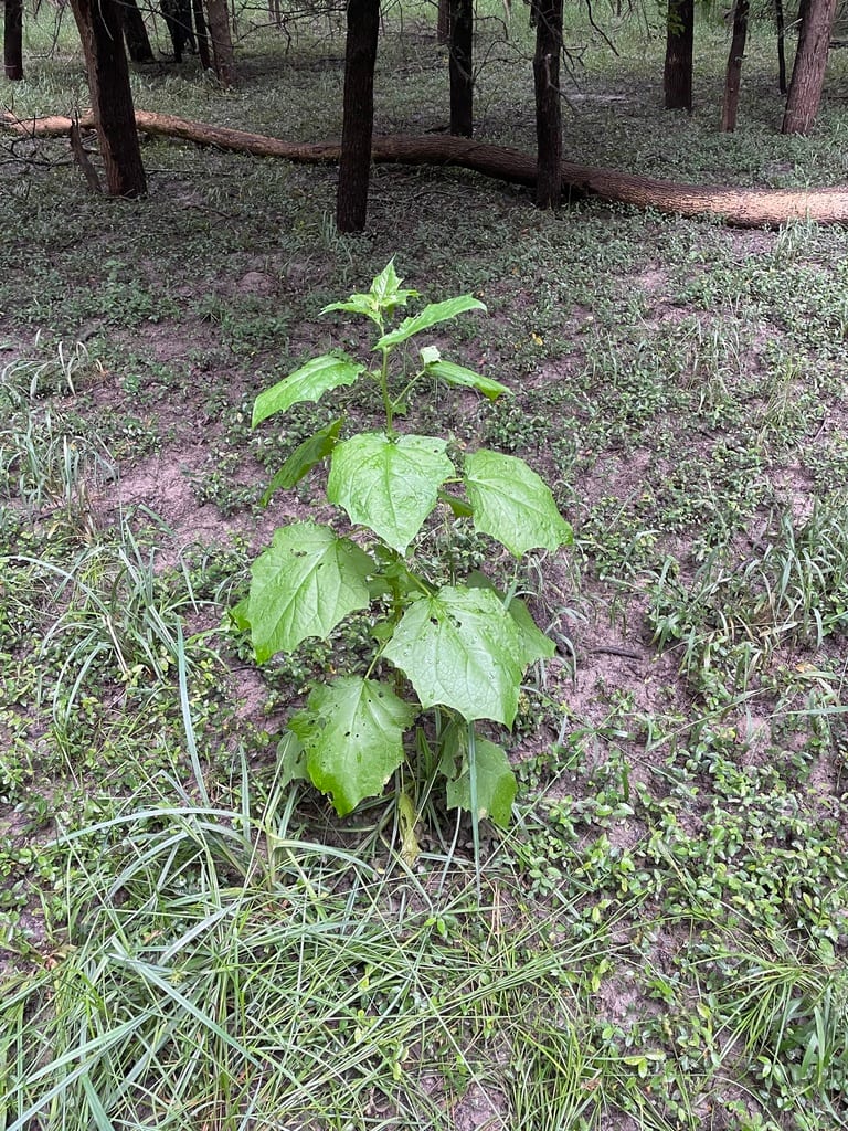 Mapleleaf goosefoot (Chenopodium simplex)