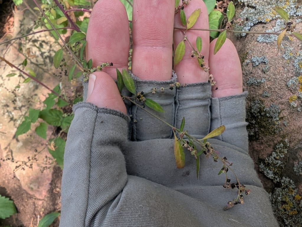Standley's goosefoot (Chenopodium standleyanum)