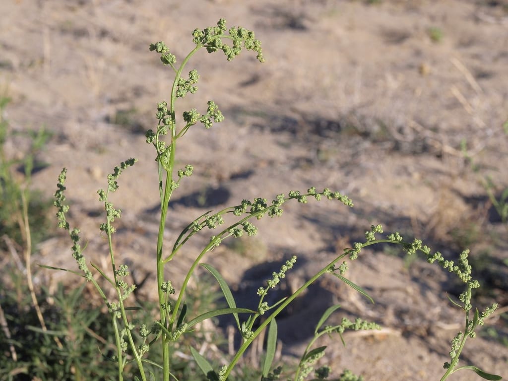 Smooth goosefoot (Chenopodium subglabrum)