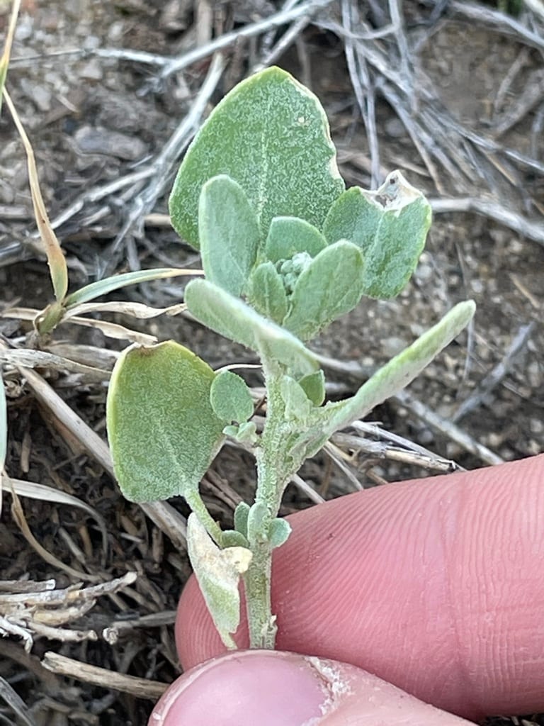 Watson's goosefoot (Chenopodium watsonii)