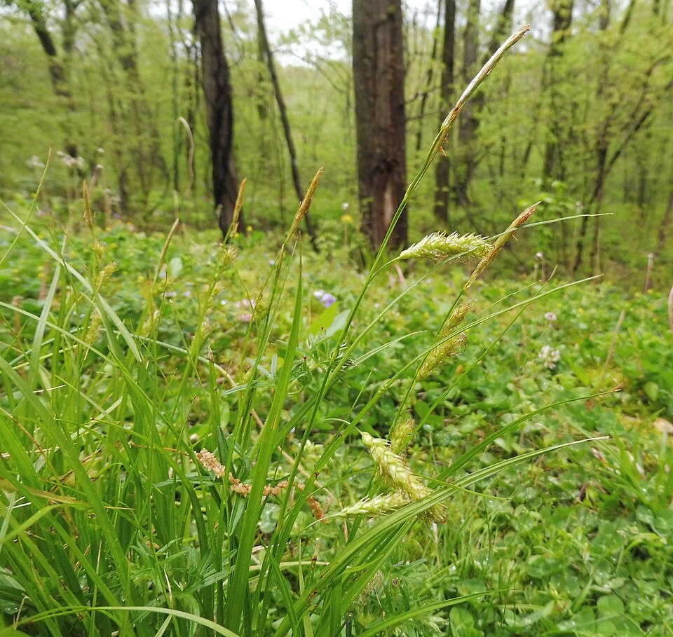 Cherokee Sedge (Carex cherokeensis) — clump of broad arching foliage in moist woodland setting
