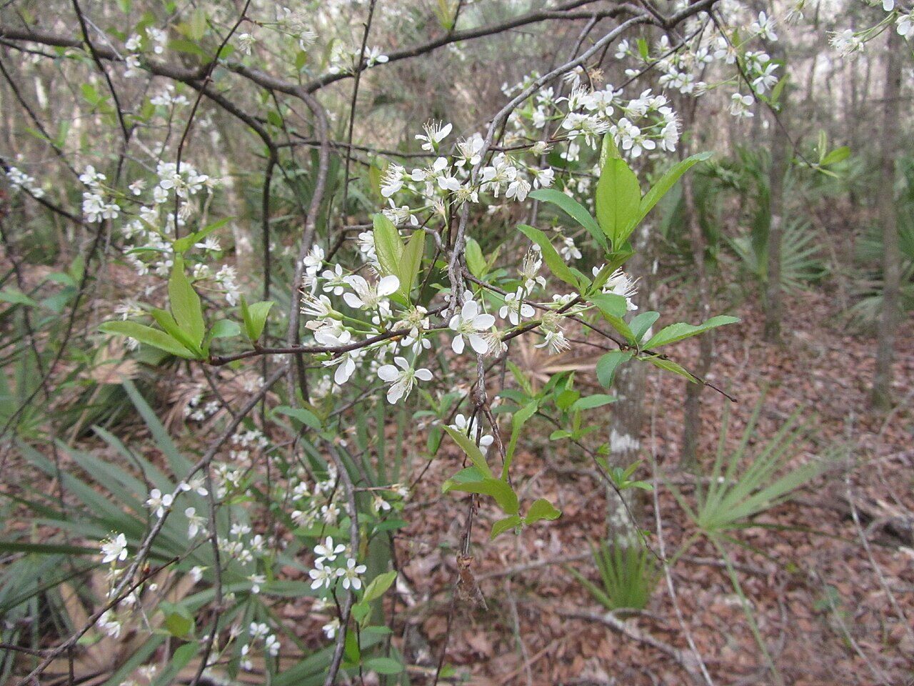 Chickasaw Plum (Prunus angustifolia) thicket in full white bloom in early spring