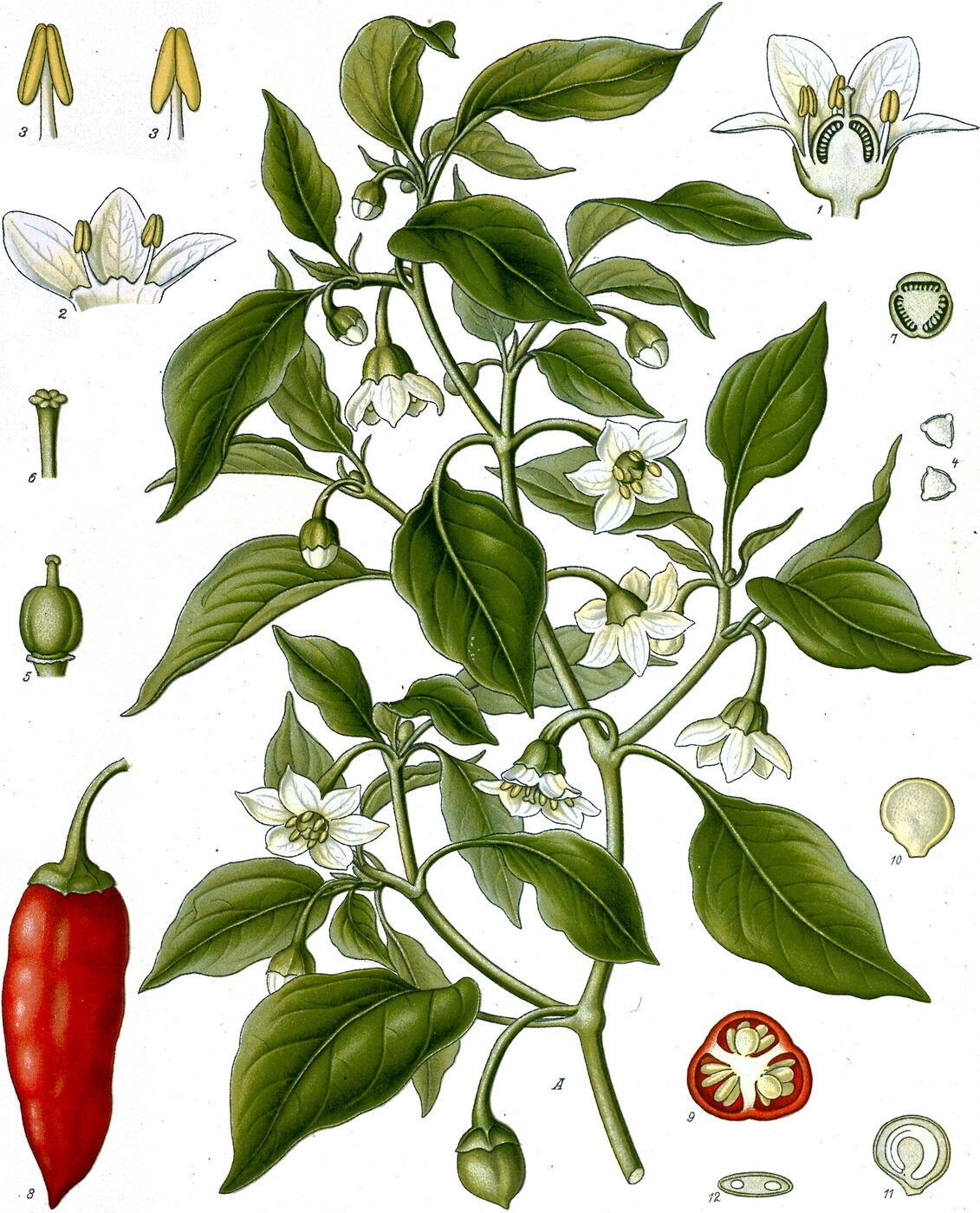 Chile Pepper (Capsicum annuum) — ripening fruit on a healthy garden plant
