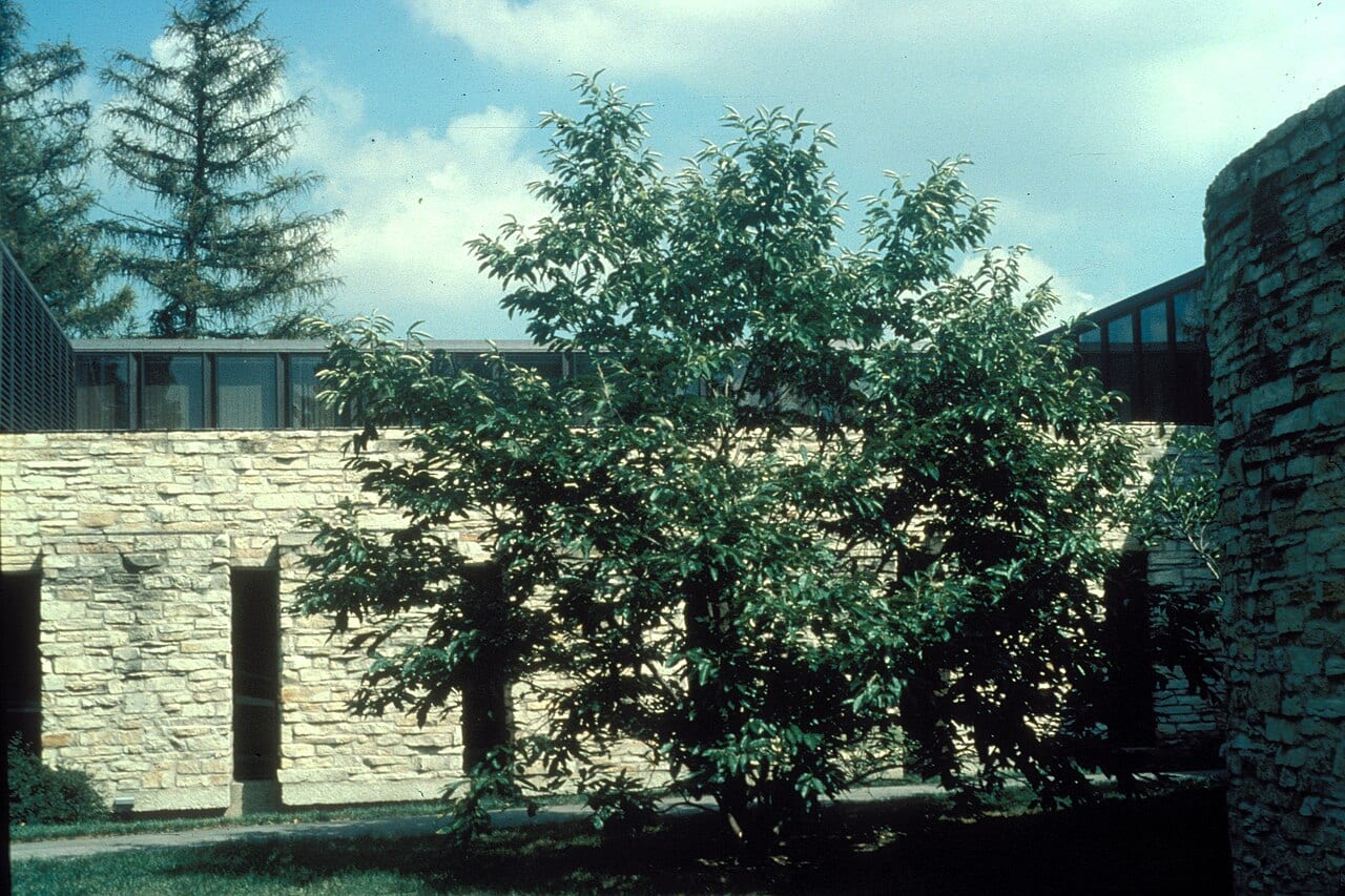 Chinese Chestnut (Castanea mollissima)