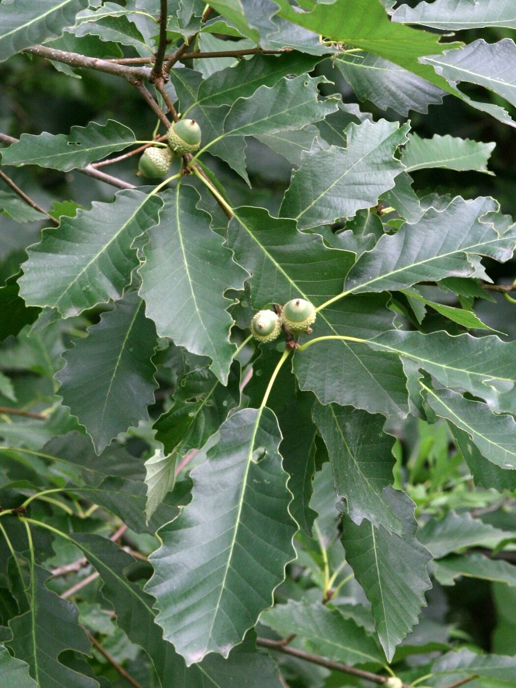 Chinkapin Oak (Quercus muehlenbergii) — chestnut-like leaves and small sweet acorn