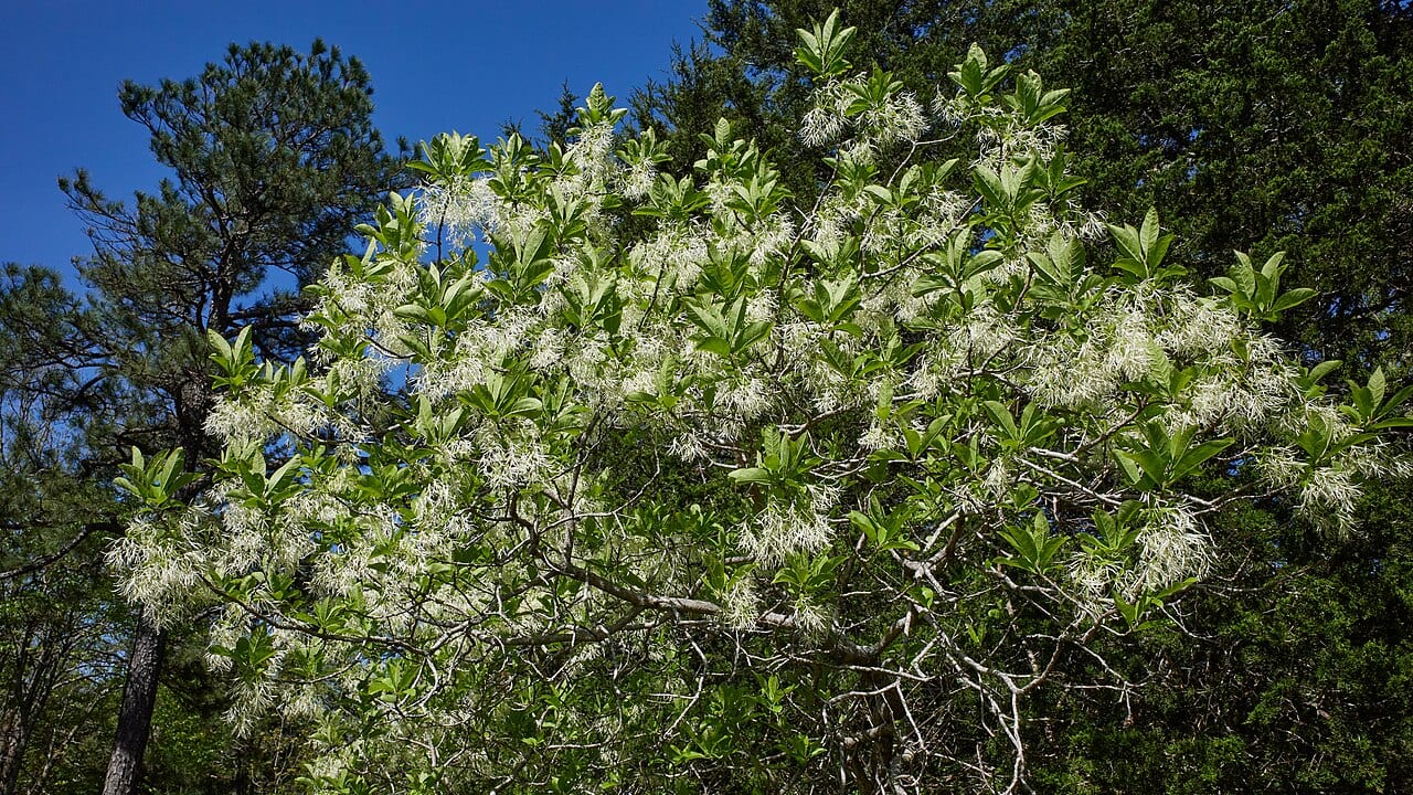 White fringetree (Chionanthus virginicus)