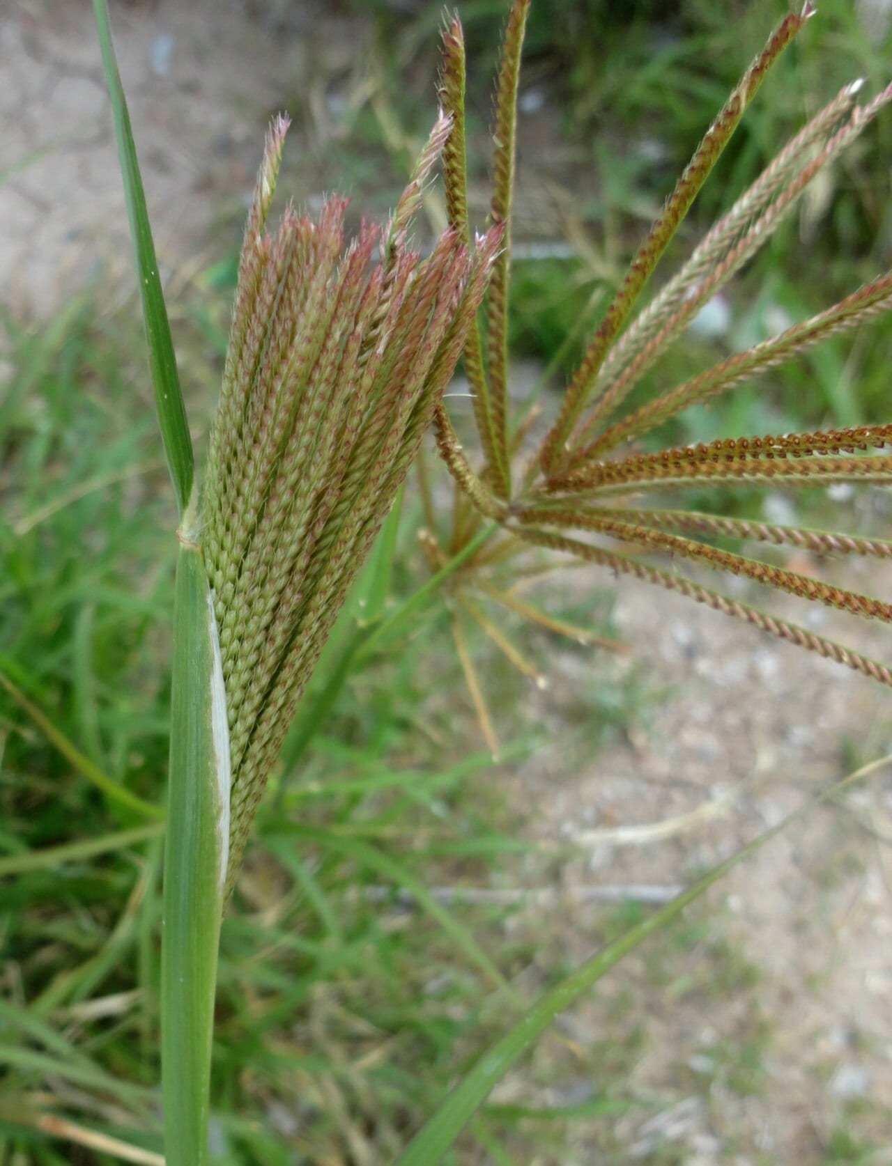 Hooded windmill grass (Chloris cucullata)