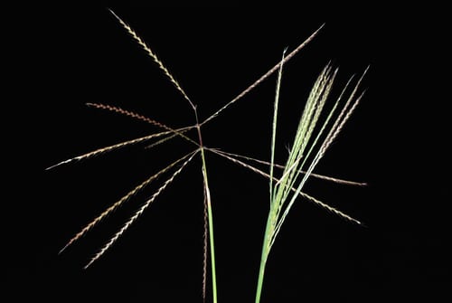 Tumble windmill grass (Chloris verticillata)