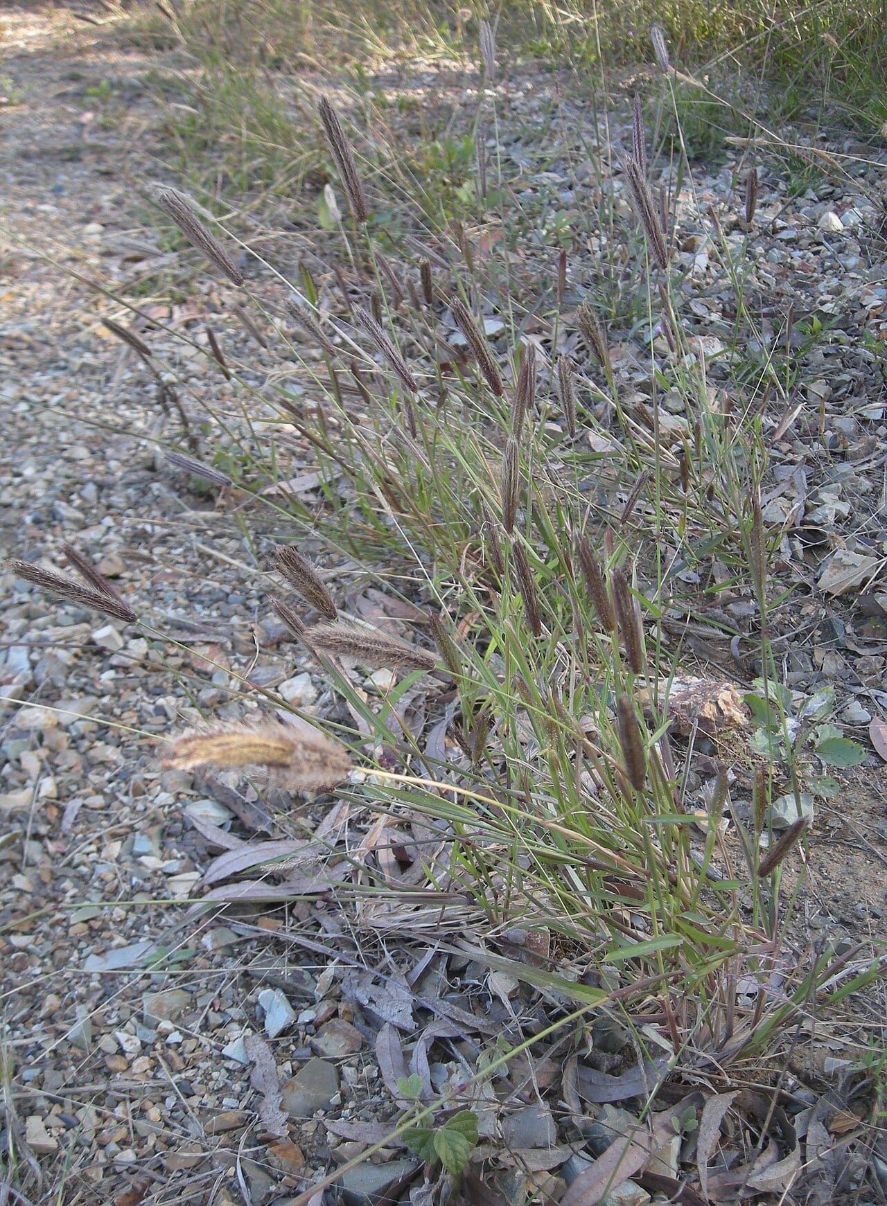 Feather fingergrass (Chloris virgata)